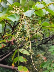 Rhus chinensis
