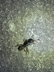 Pseudoneoponera rufipes