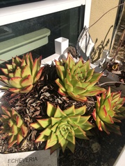 Echeveria agavoides