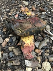 Cyanoboletus pulverulentus