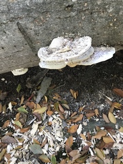 Trametes aesculi
