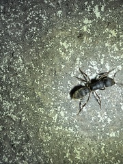 Pseudoneoponera rufipes