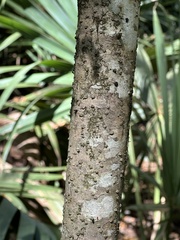 Cartrema americana