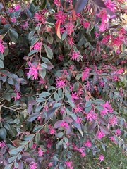 Loropetalum