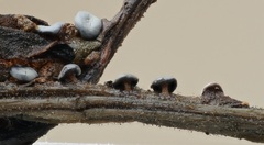 Diderma hemisphaericum