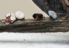 Diderma hemisphaericum