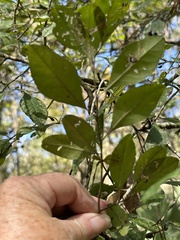 Cartrema americana