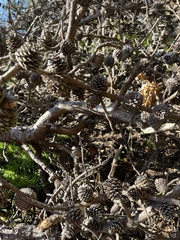 Pinus densiflora