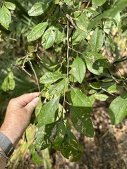 Cartrema americana
