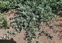 Chenopodium karoi