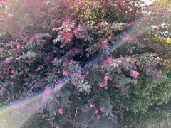 Loropetalum
