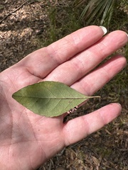 Cartrema americana