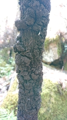 Hormiscium ericae