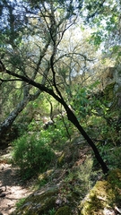 Hormiscium ericae