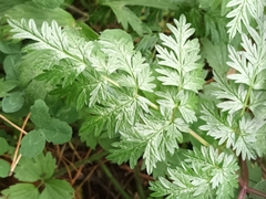 Chaerophyllum