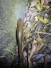 Paramesotriton hongkongensis