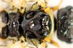 Cephalcia alpina