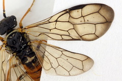 Cephalcia alpina