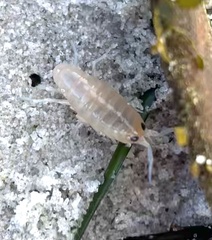 Megalorchestia corniculata
