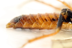 Cephalcia alpina