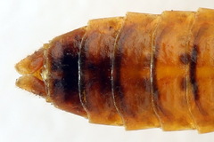 Cephalcia alpina