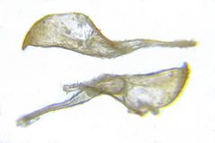 Cephalcia alpina