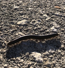 Pachyiulus apfelbecki