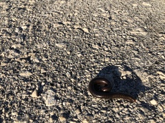 Pachyiulus apfelbecki