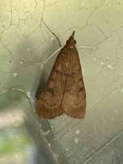 Uresiphita