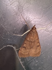 Uresiphita