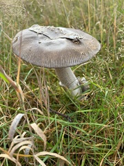 Amanita