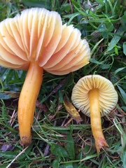 Hygrocybe quieta