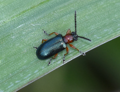 Oulema melanopus