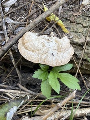 Daedaleopsis confragosa