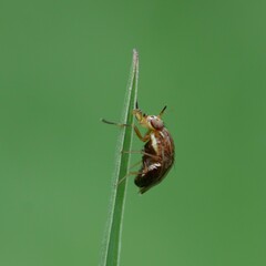 Steganopsis melanogaster