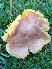 Hygrocybe quieta