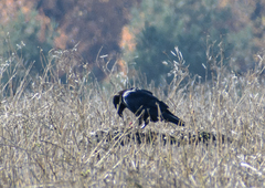 Corvus corax