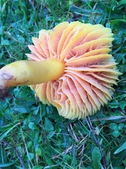 Hygrocybe quieta