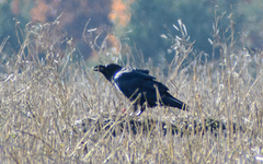 Corvus corax