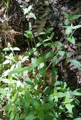 Teucrium