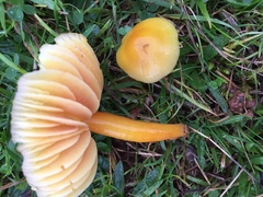 Hygrocybe quieta