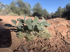 Pediomelum castoreum