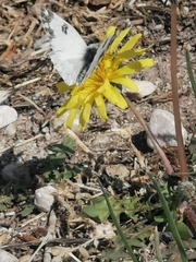 Pontia edusa