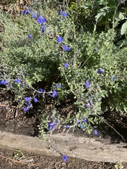 Salvia chamaedryoides