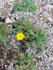 Reichardia picroides