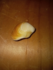 Littorinimorpha
