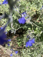 Salvia chamaedryoides