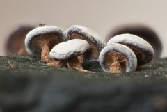 Diderma hemisphaericum