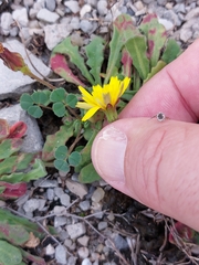 Reichardia picroides