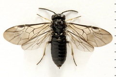 Monophadnus pallescens